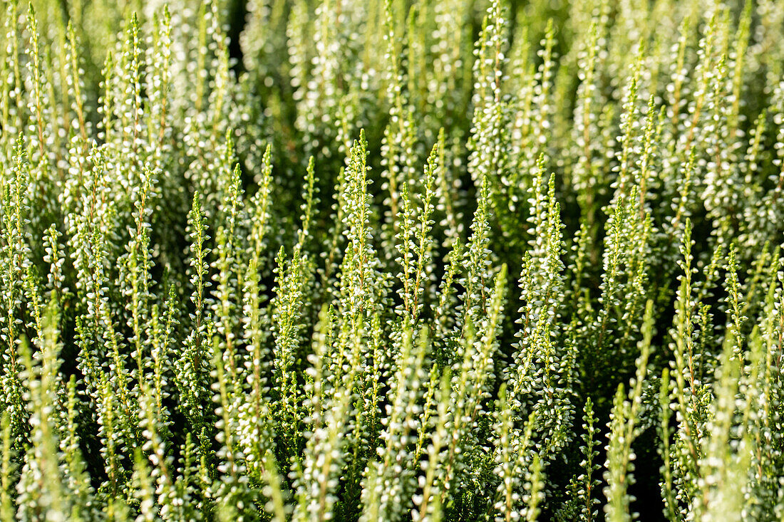 Calluna vulgaris 'Madonna' Garden Girls ®