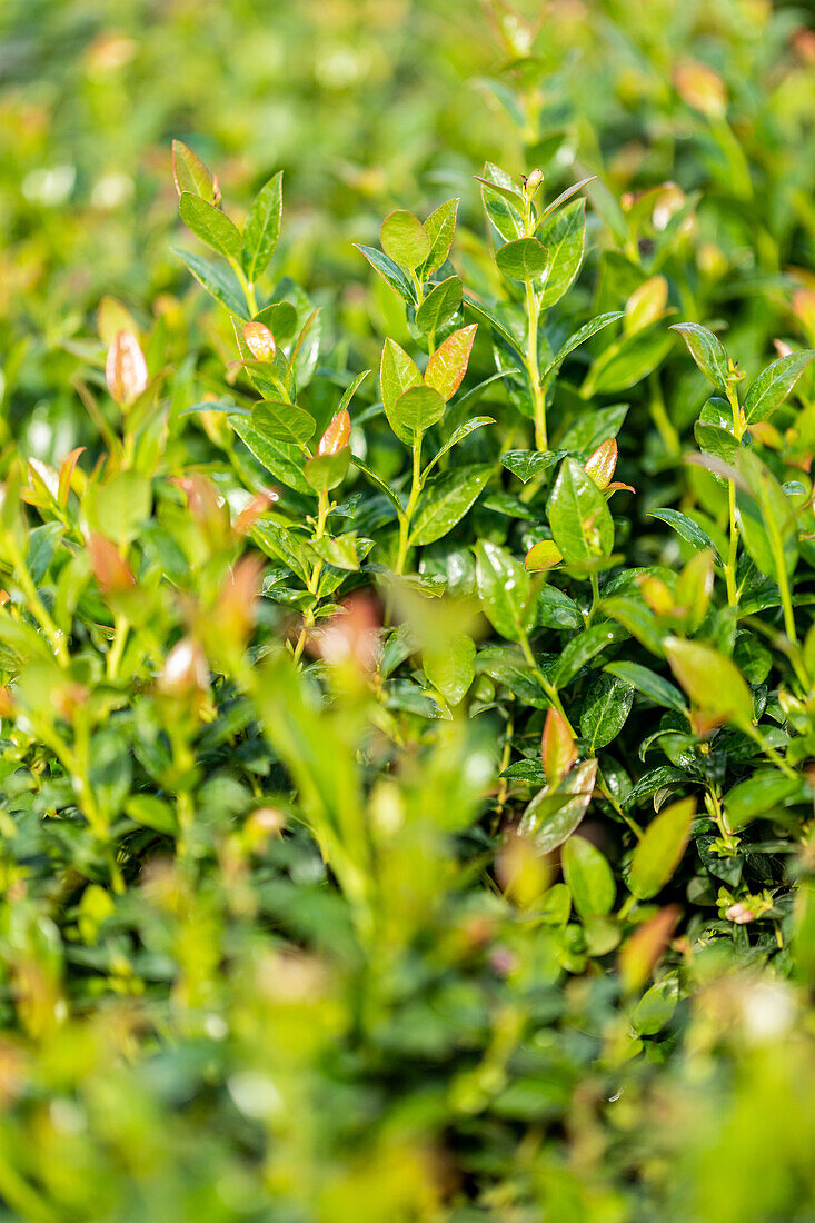 Vaccinium angustifolium 'BrazelBerry' ® 'Berry Bux' ®