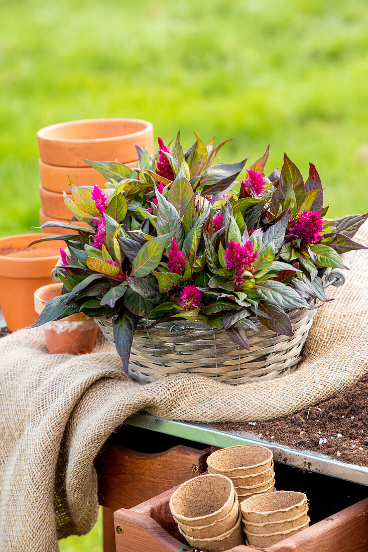 Celosia argentea