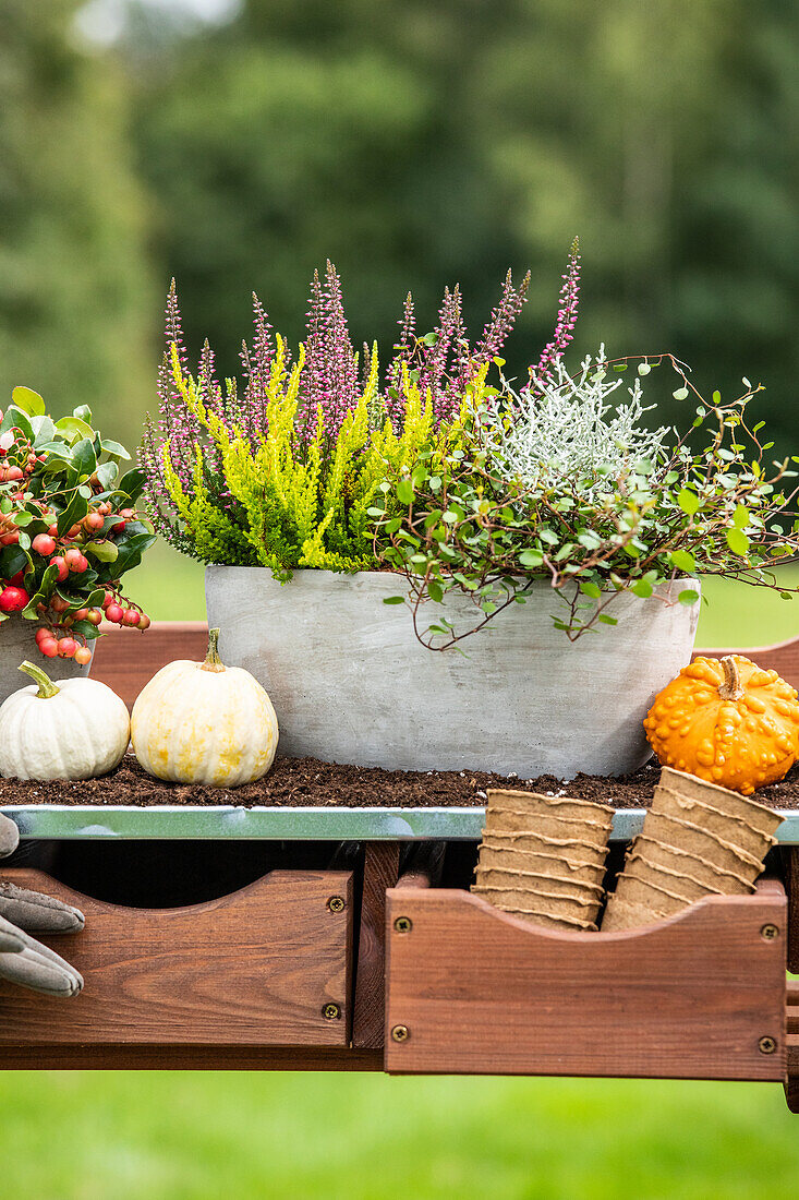 Pflanzgefäß im Herbst - Ambiente