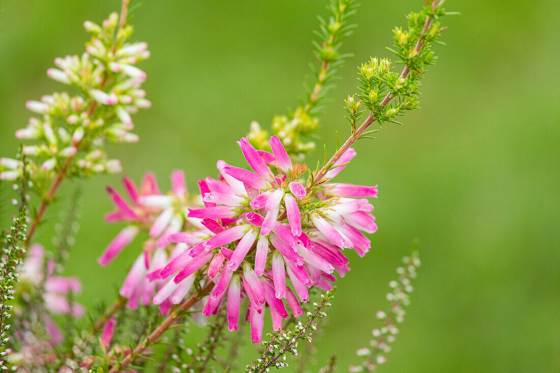 Erica verticillata