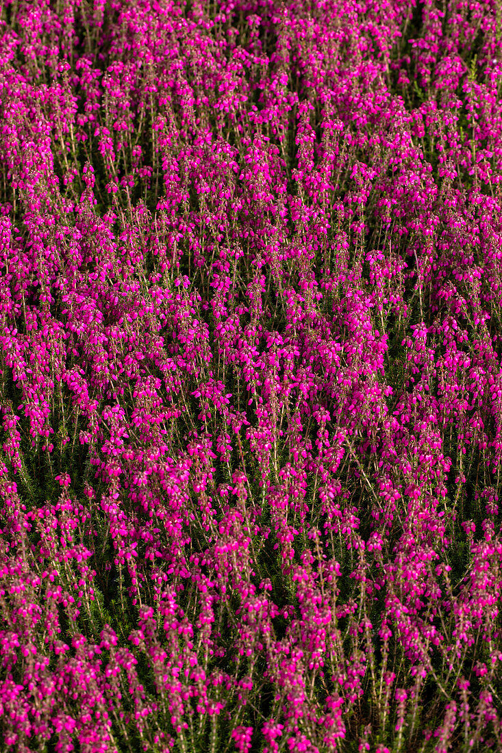 Erica cinerea 'Red leprechaun