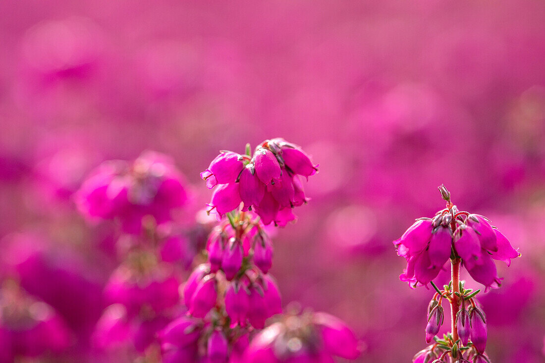 Erica cinerea 'Red leprechaun