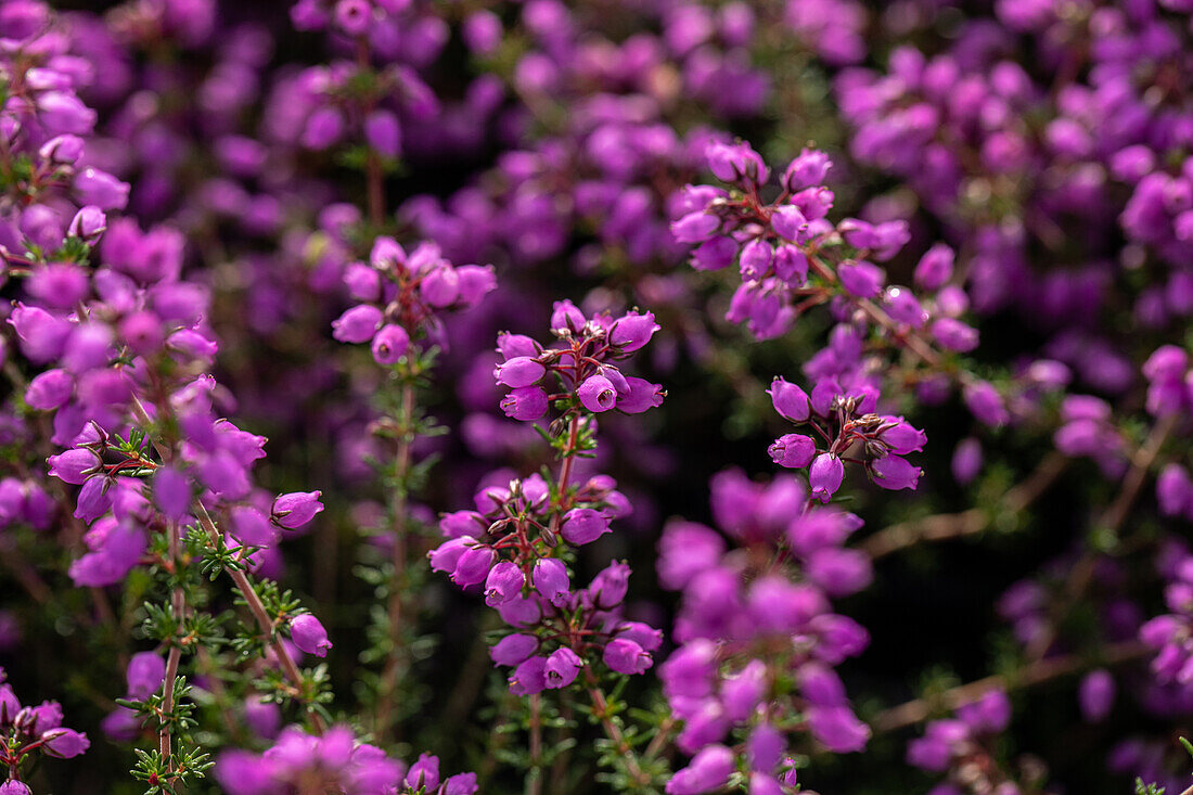 Erica cinerea 'Pallas'