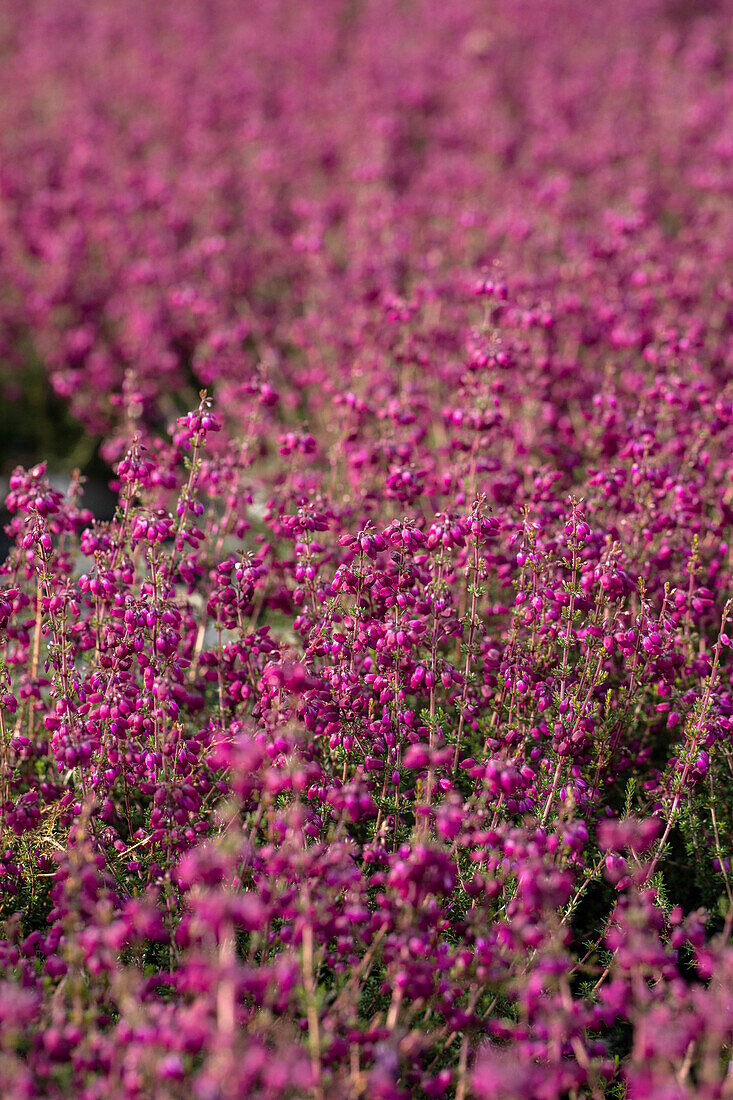 Erica cinerea 'Velvet Night'