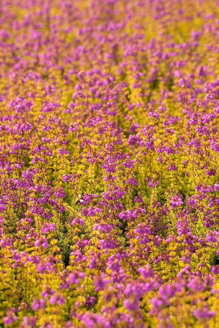 Erica cinerea 'Golden Sport'