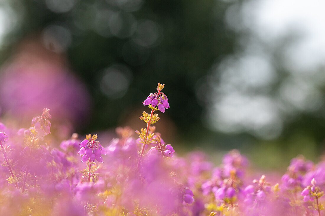 Erica cinerea Golden Sport