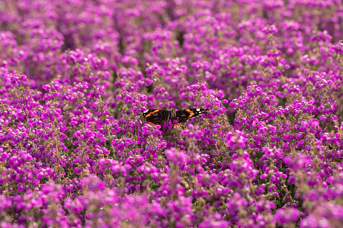 Schmetterling auf Heide