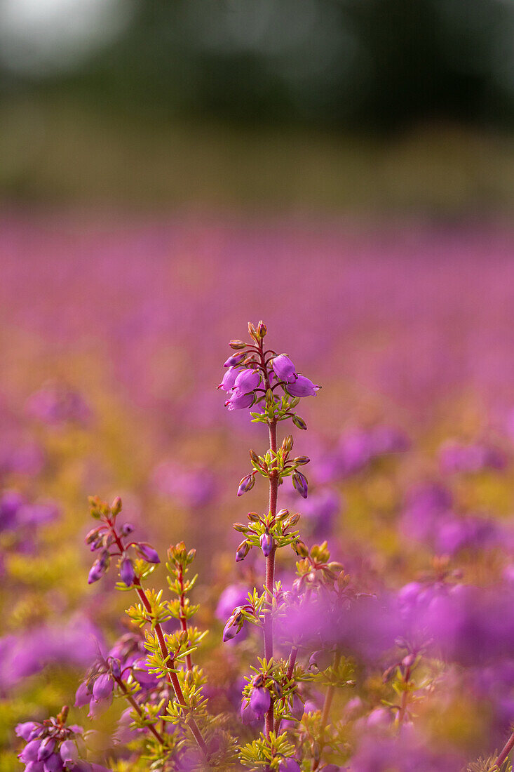 Erica cinerea Golden Sport