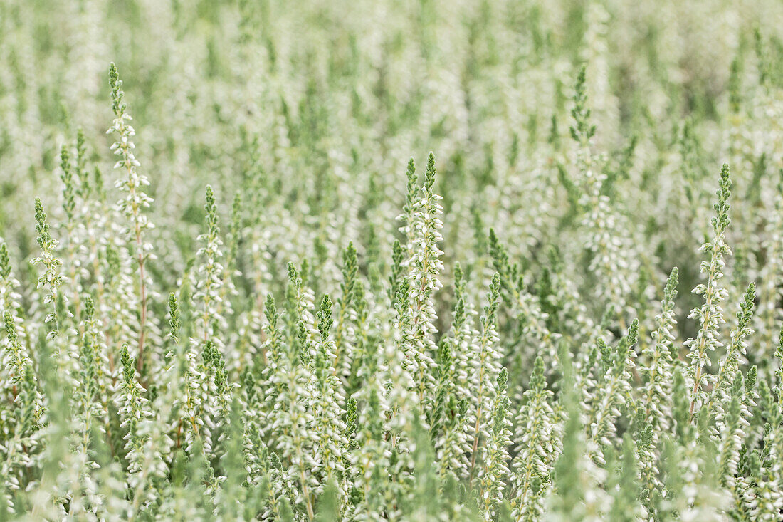 Calluna vulgaris Velvet Fascination