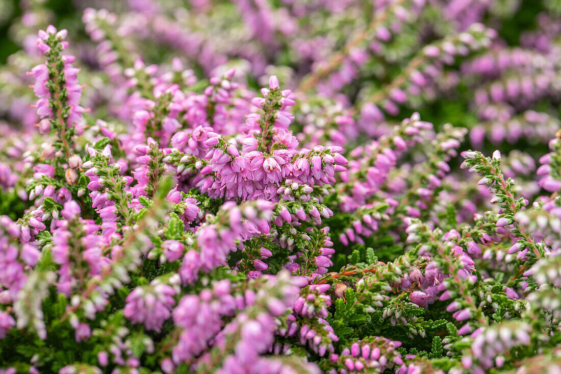 Calluna vulgaris 'Dirry'