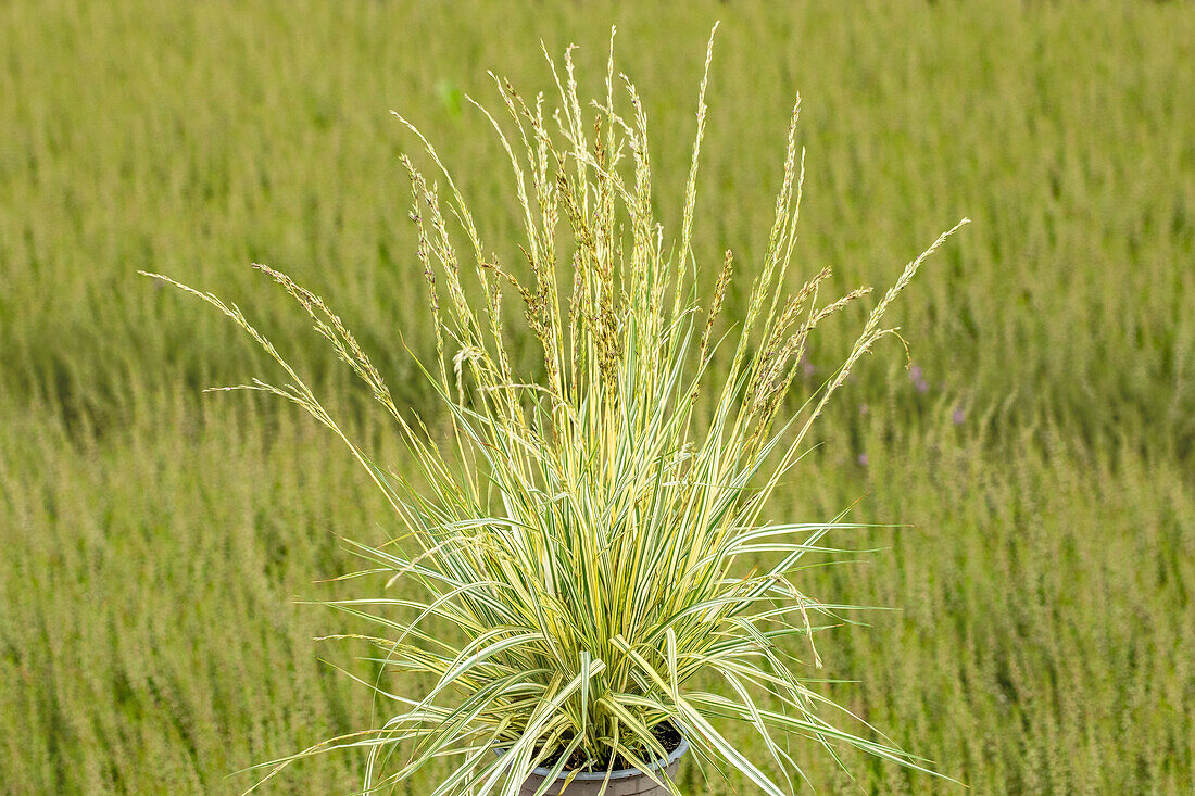 Molinia caerulea 'Variegata'