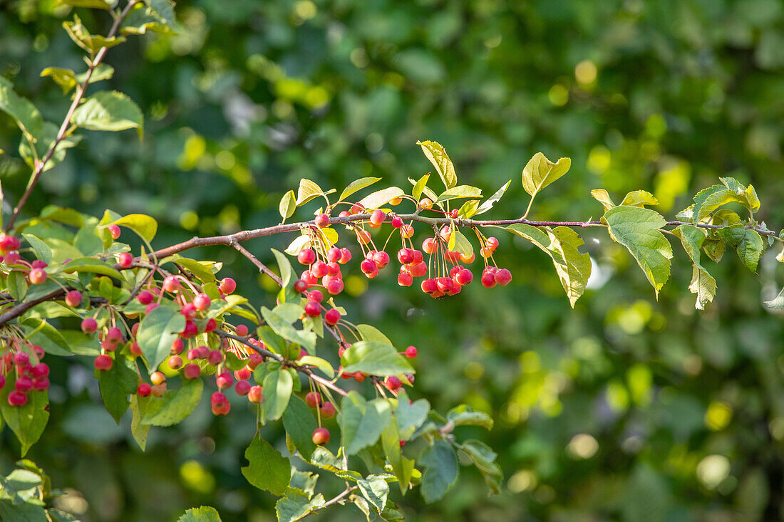 Malus sargentii