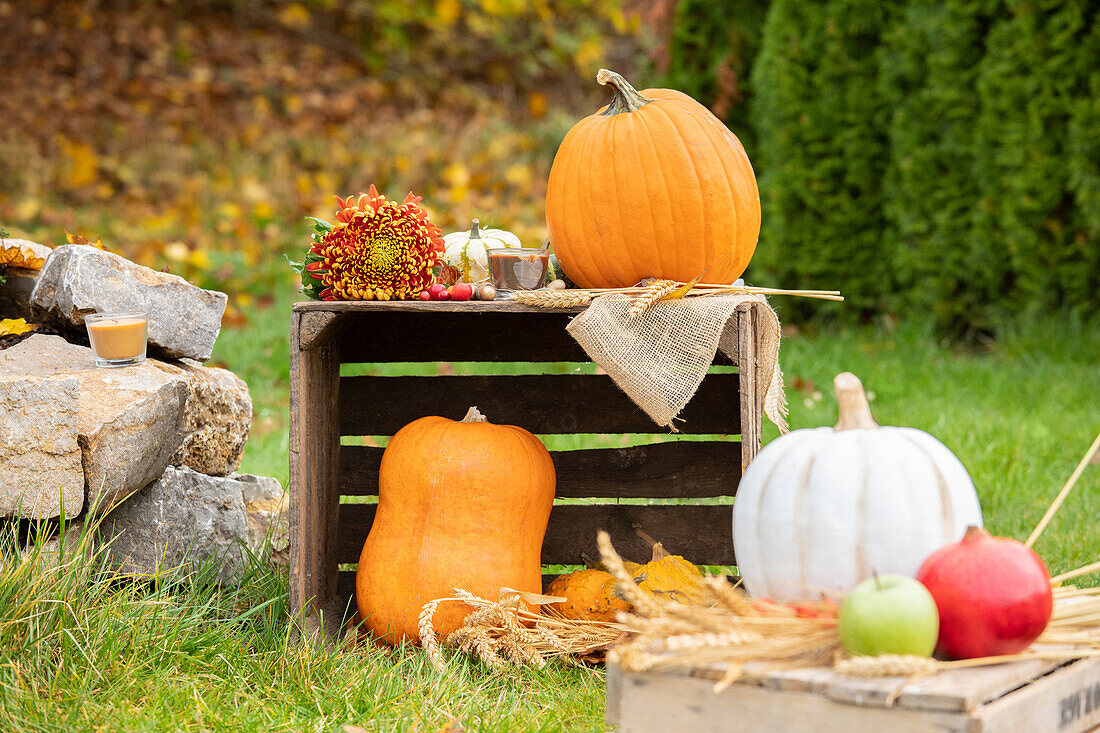 Autumn decoration with pumpkins