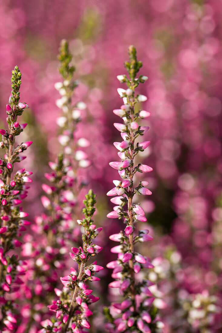 Calluna vulgaris 'Lena'