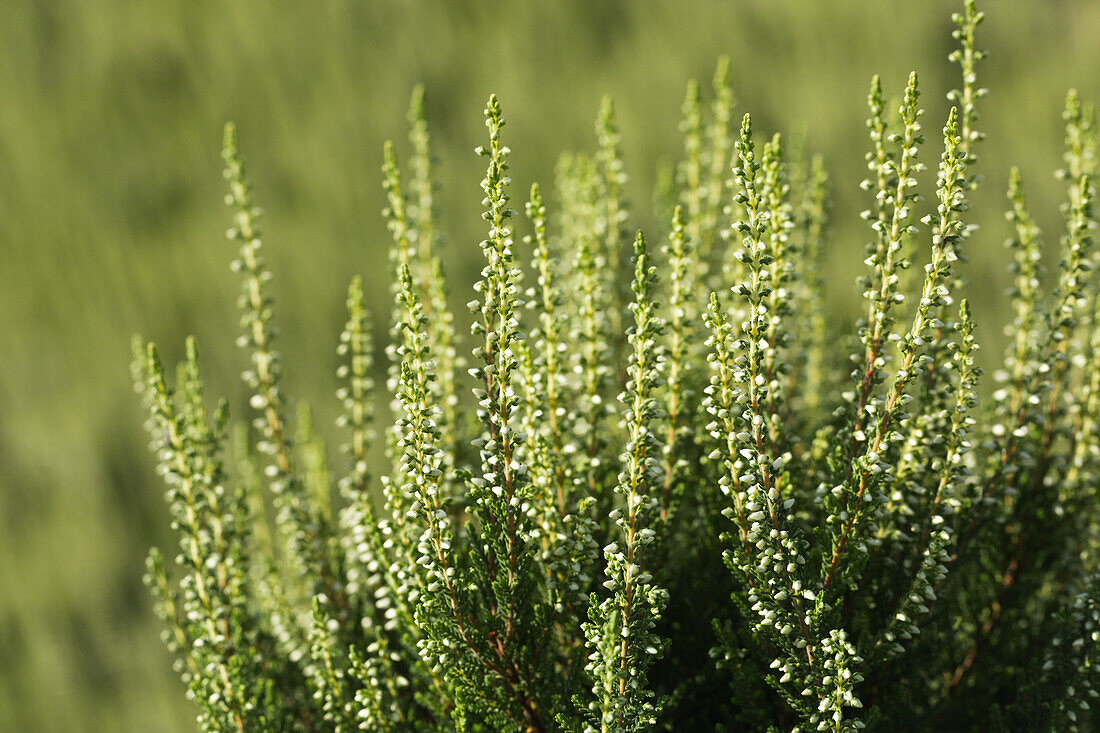 Calluna vulgaris 'Madonna'