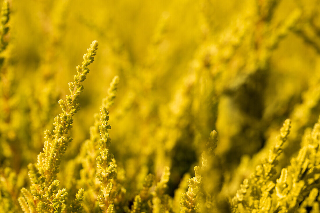 Calluna vulgaris 'Zora'