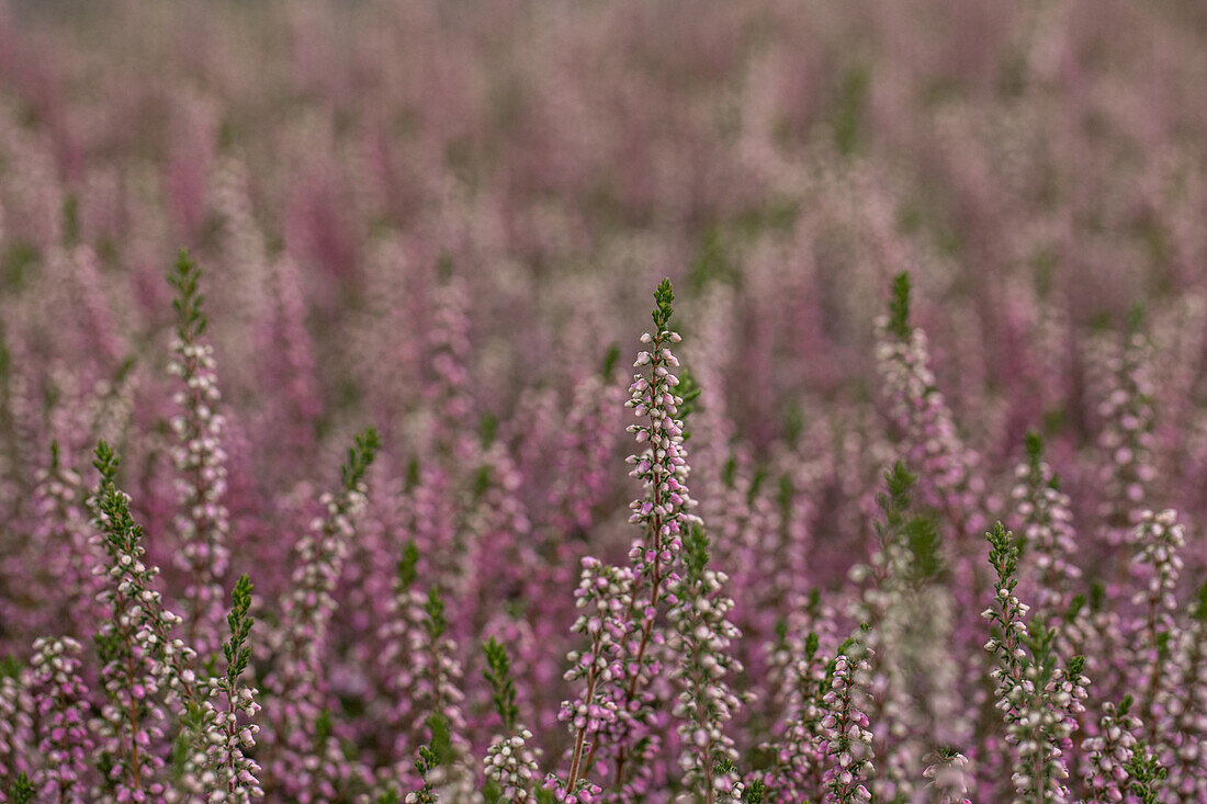 Calluna vulgaris 'Annabell'