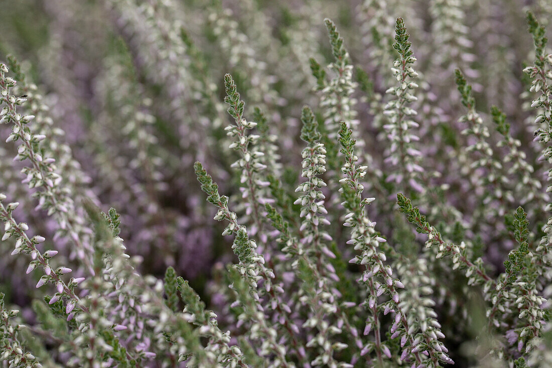 Calluna vulgaris 'Silver Knight'