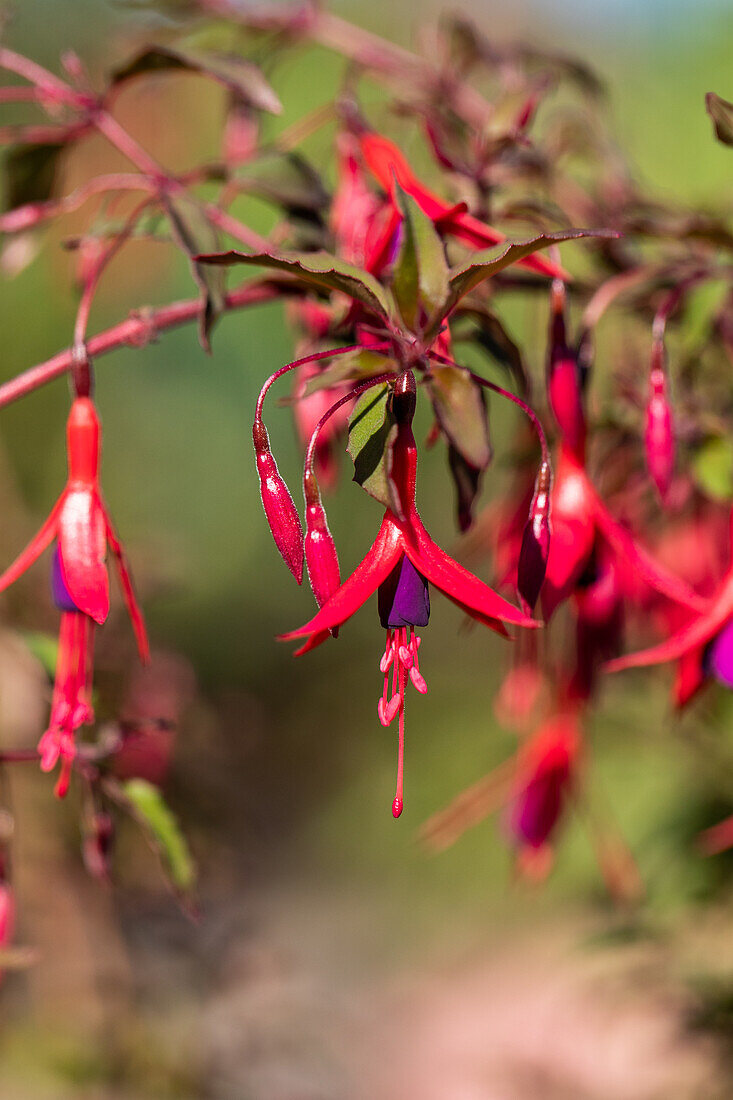 Fuchsia magellanica 'Riccartonii'