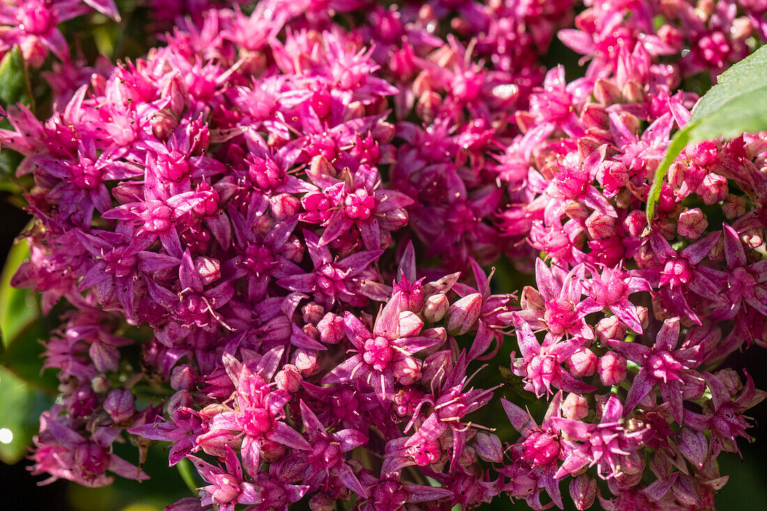 Sedum spectabile 'Carl'