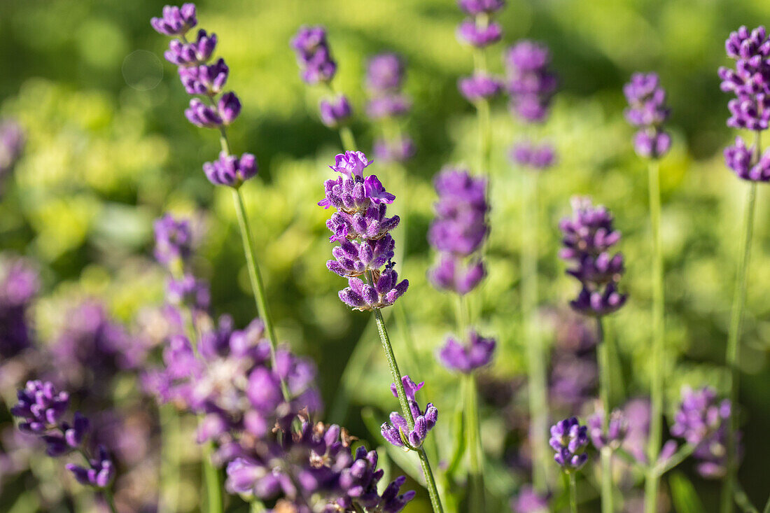 Lavandula angustifolia 'Hidcote Blue'