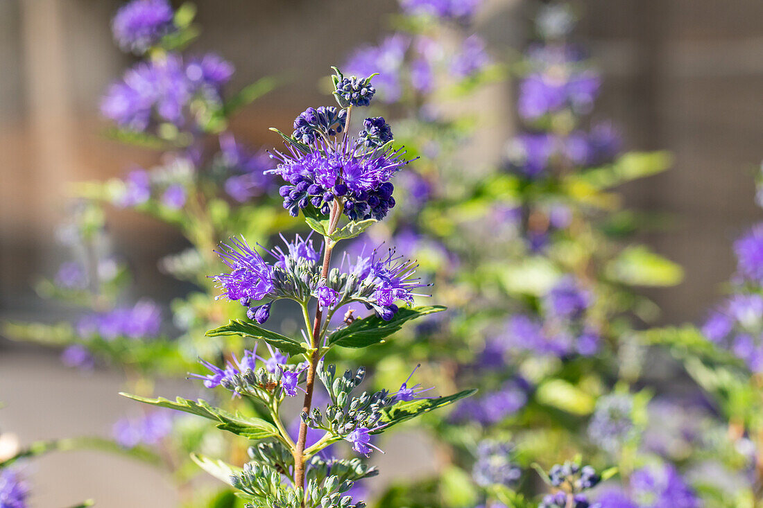 Caryopteris clandonensis 'First Blue'