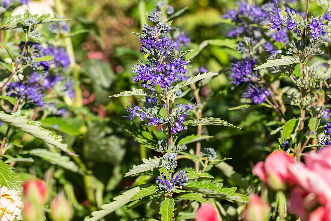 Caryopteris clandonensis First Blue