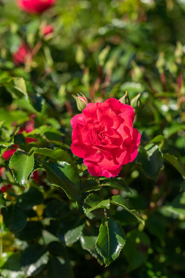 Bodendeckerrose