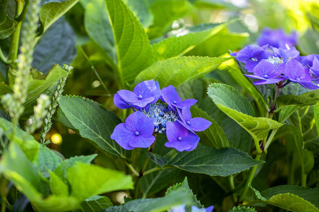 Hydrangea macrophylla, blue plate flowers