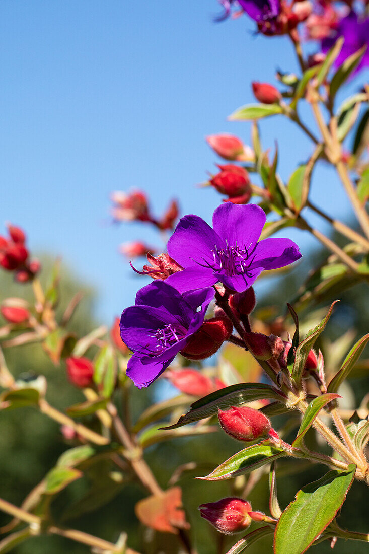 Tibouchina urvilleana