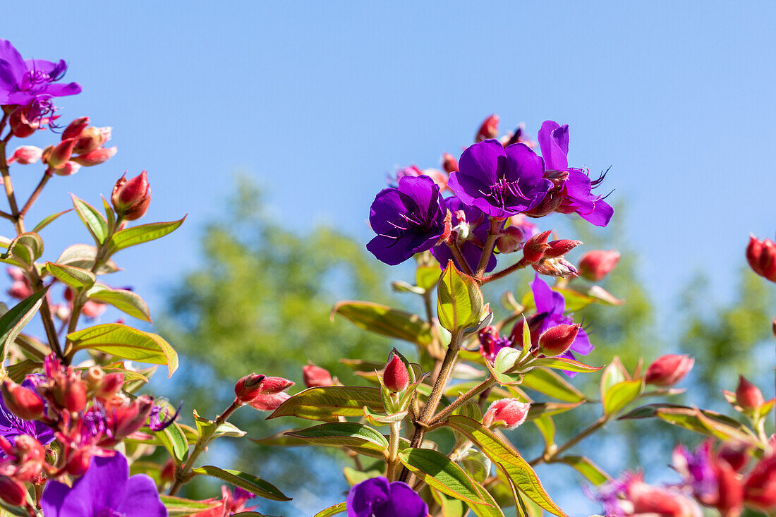 Tibouchina urvilleana