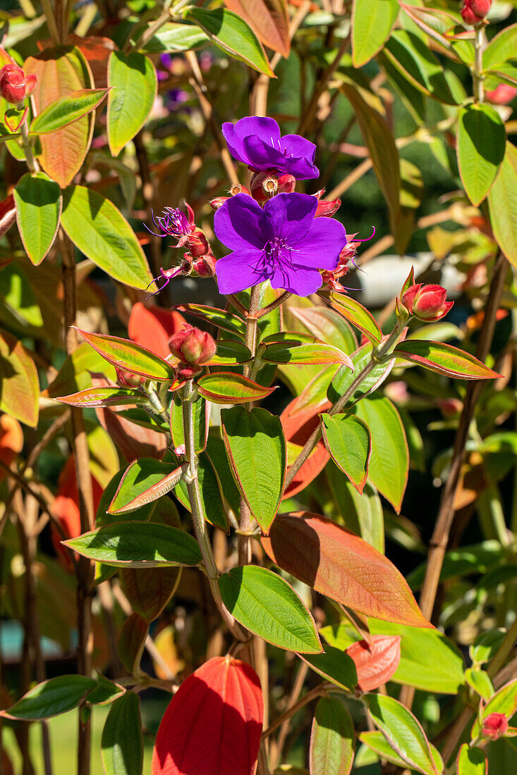 Tibouchina urvilleana