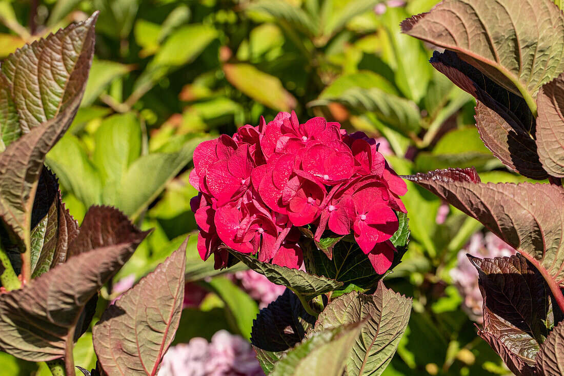 Hydrangea macrophylla 'Merveille Sanguine'