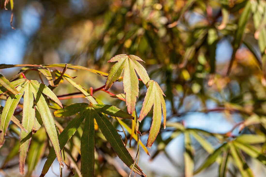 Acer palmatum 'Atrolineare' (Atrolineare)