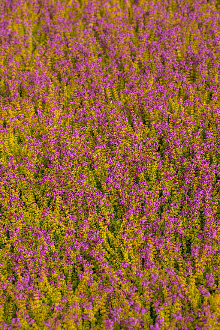 Erica cinerea Golden Sport