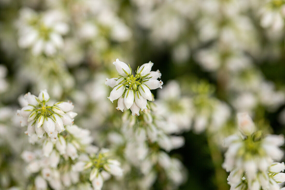 Erica cinerea, white