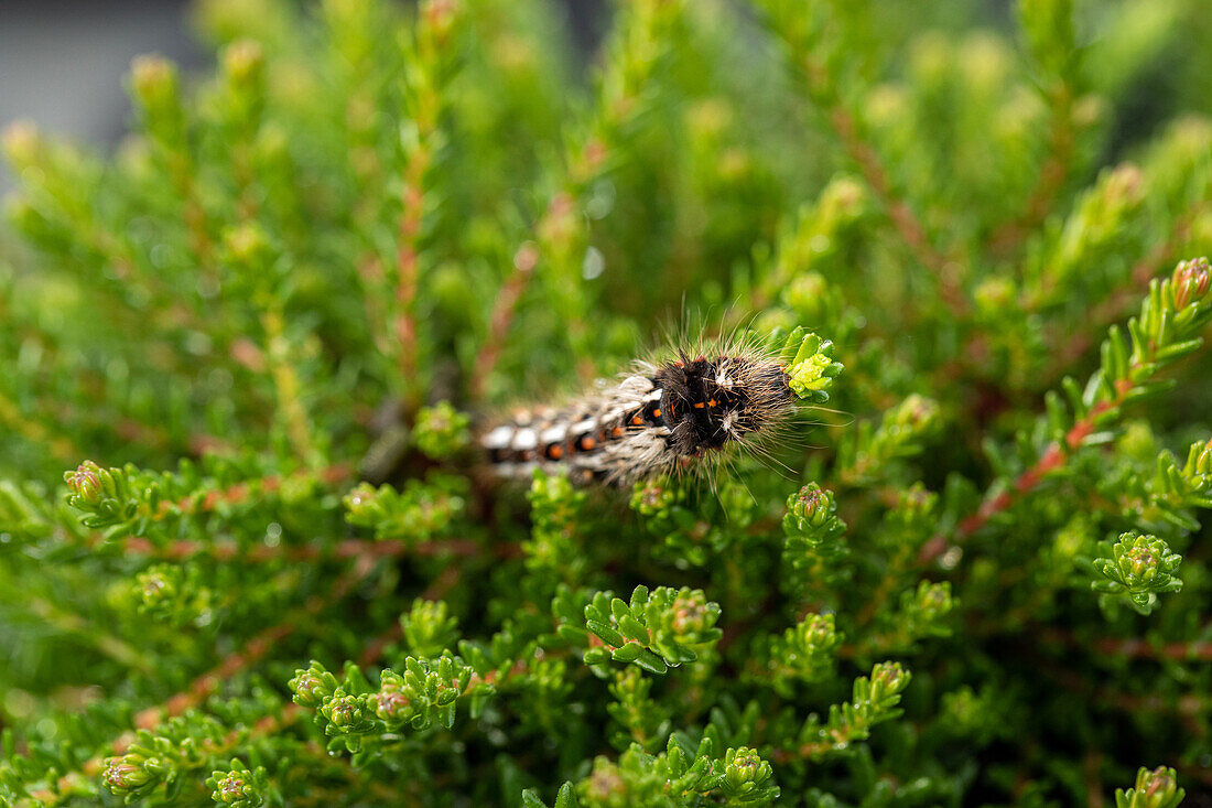 Raupe auf Heide