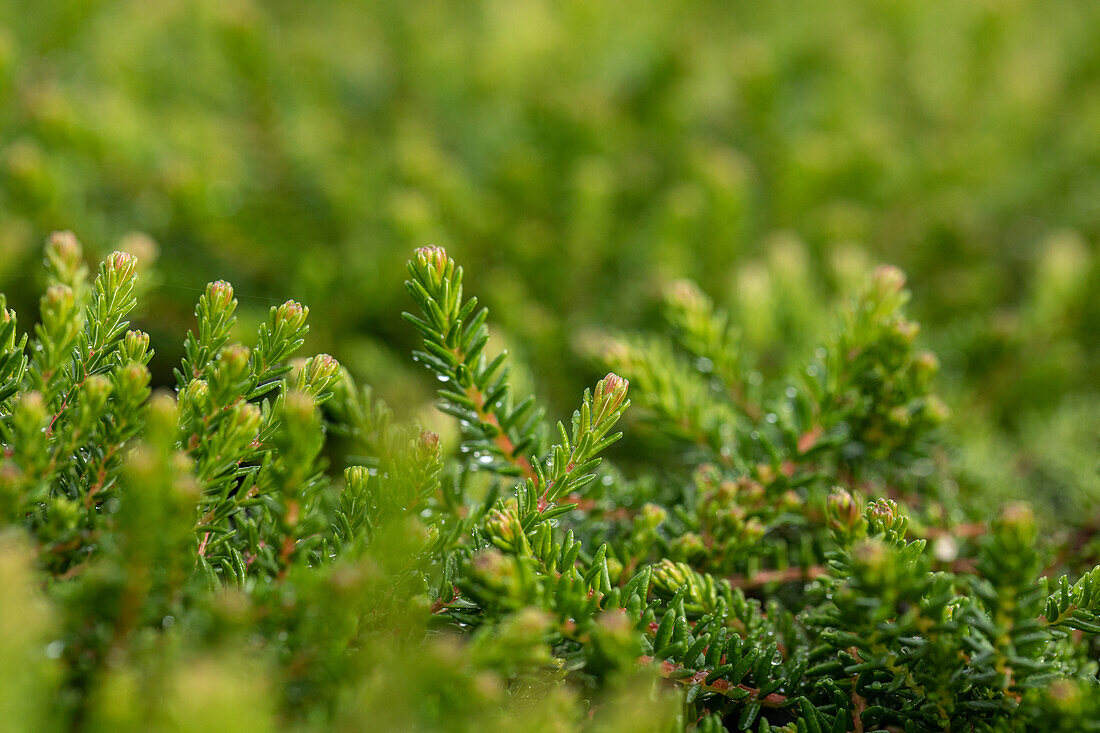 Empetrum nigrum 'Ireland