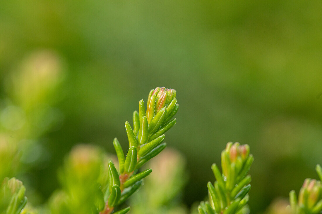 Empetrum nigrum 'Ireland