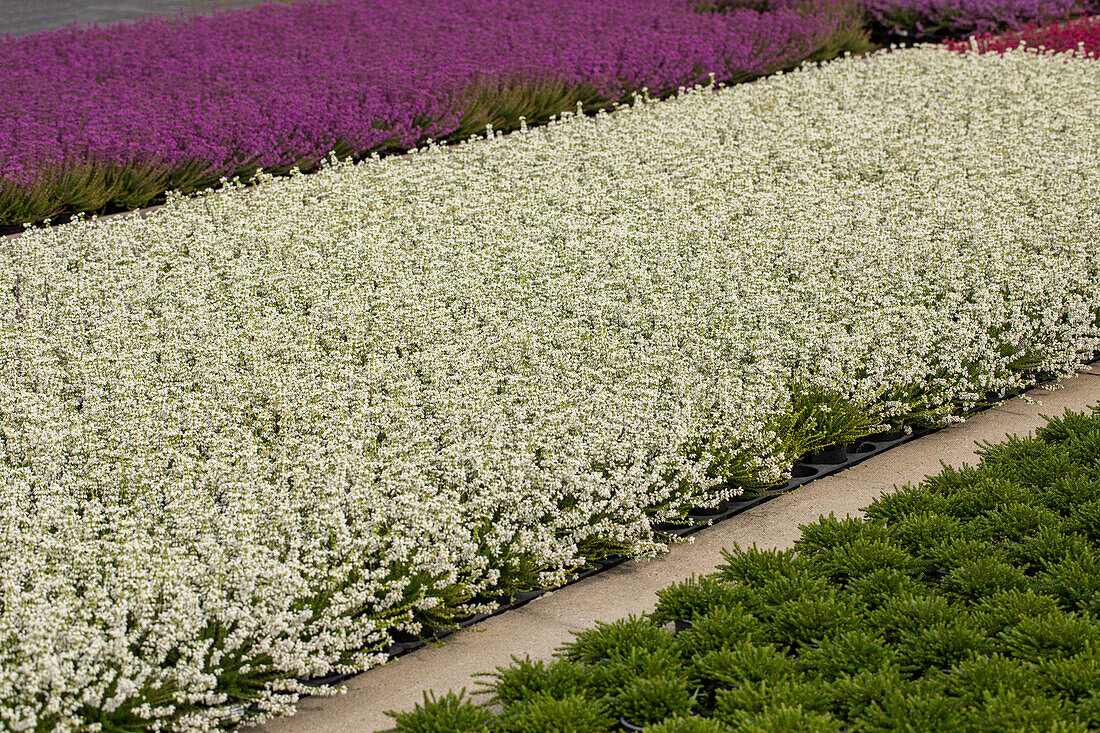 Erica cinerea, weiß