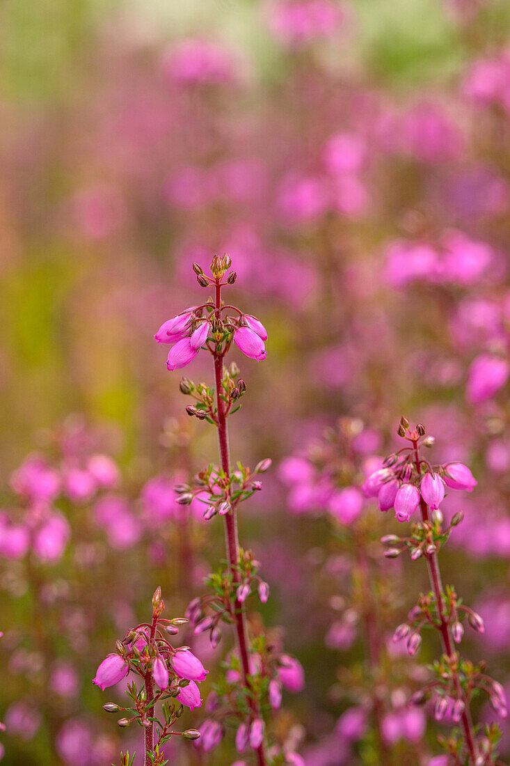 Erica cinerea, pink