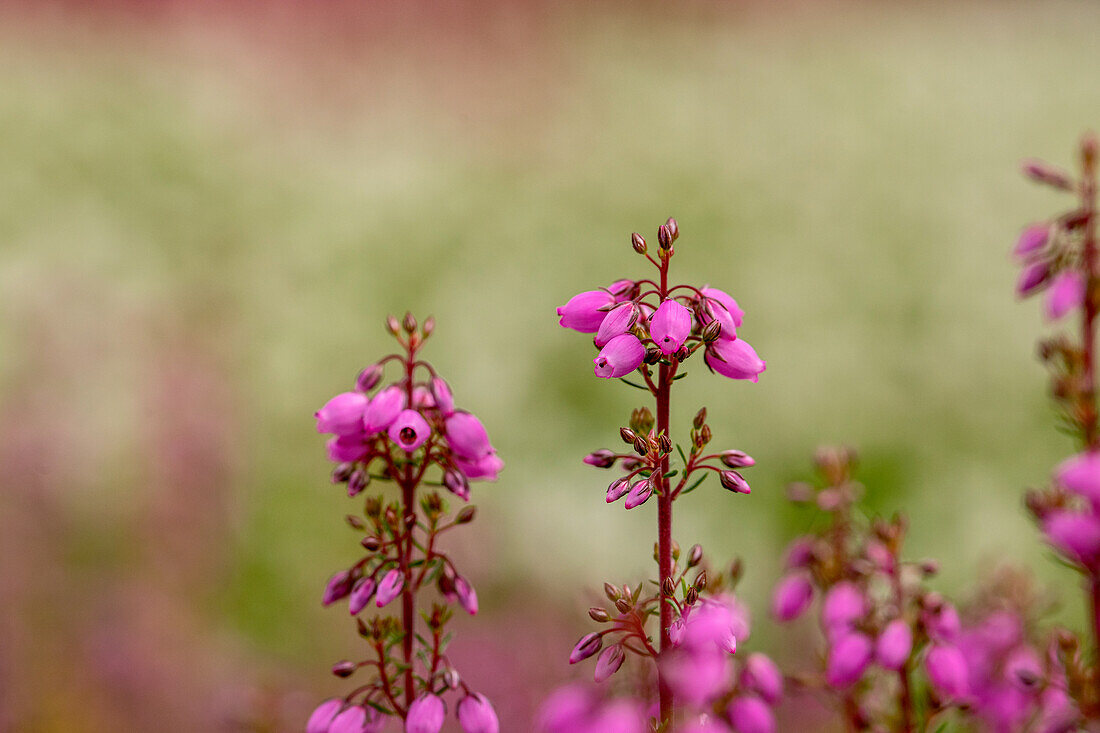 Erica cinerea, pink