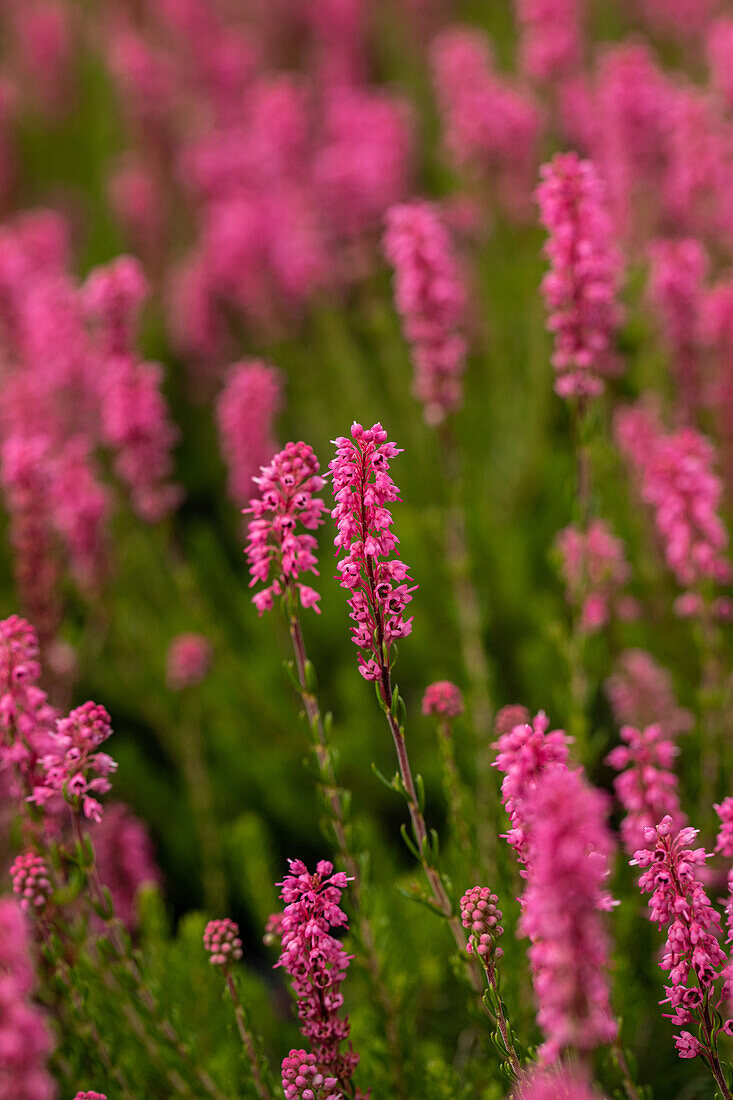 Erica spculifolia 'Branka Hachmann'