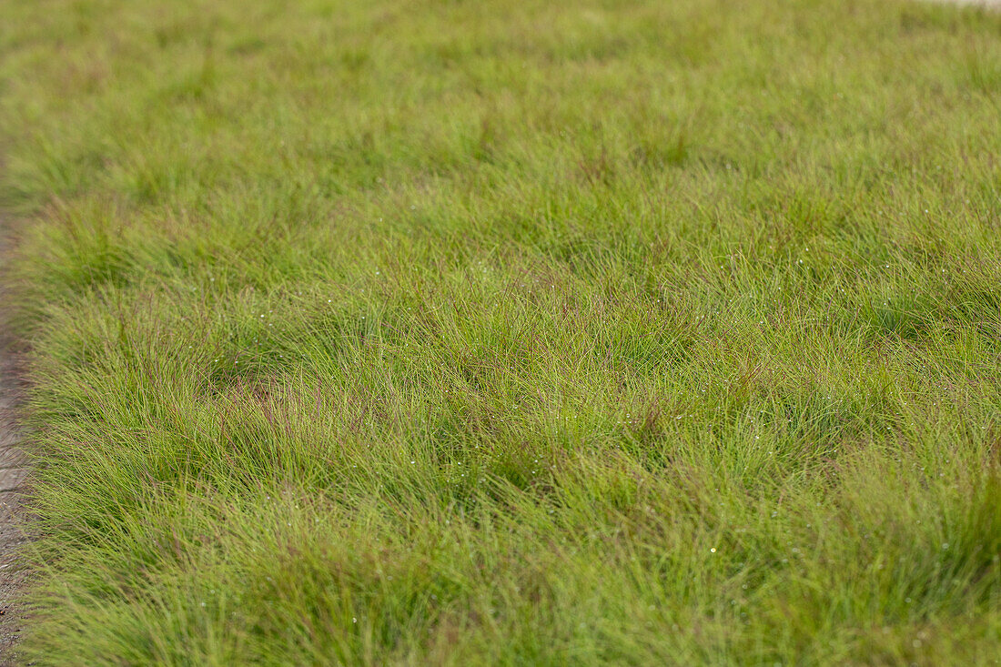 Festuca amestystina