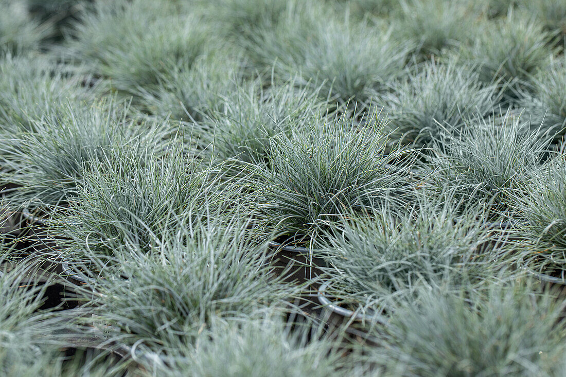 Festuca cinerea 'Glauca'