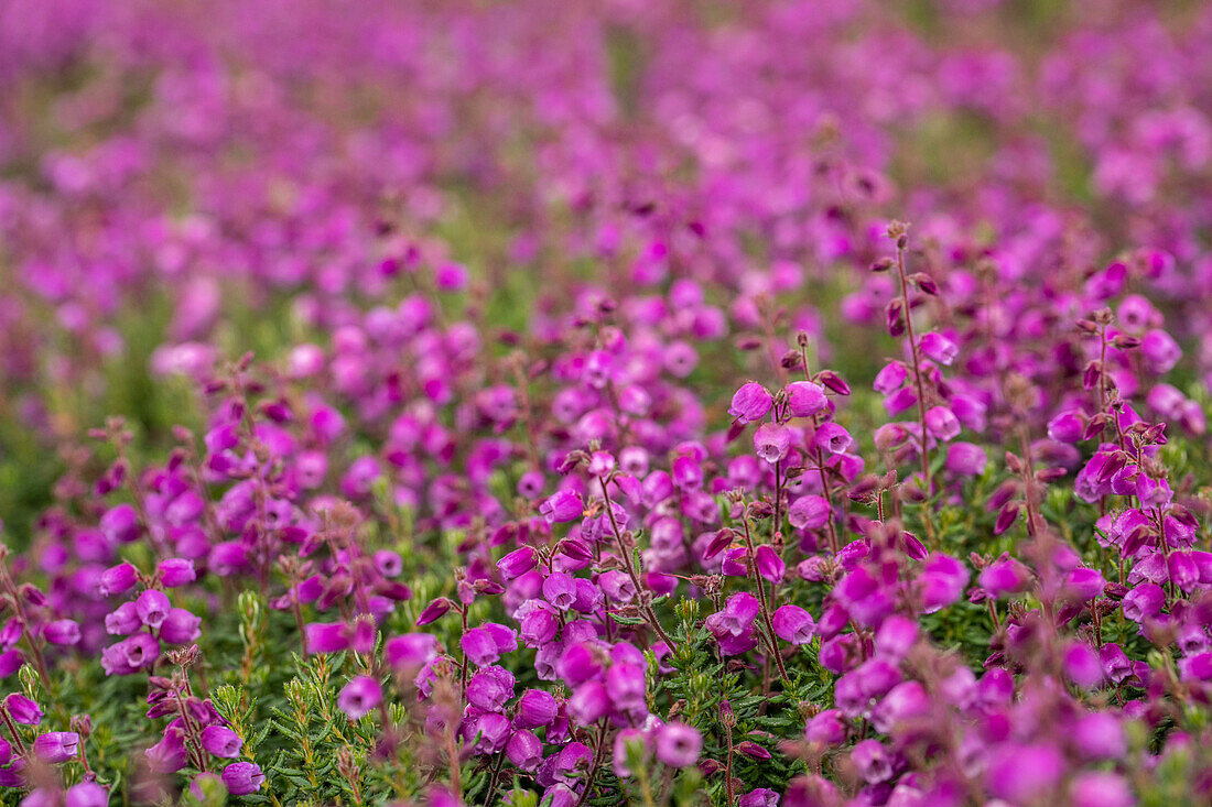 Daboecia cantabrica 'Rieke'