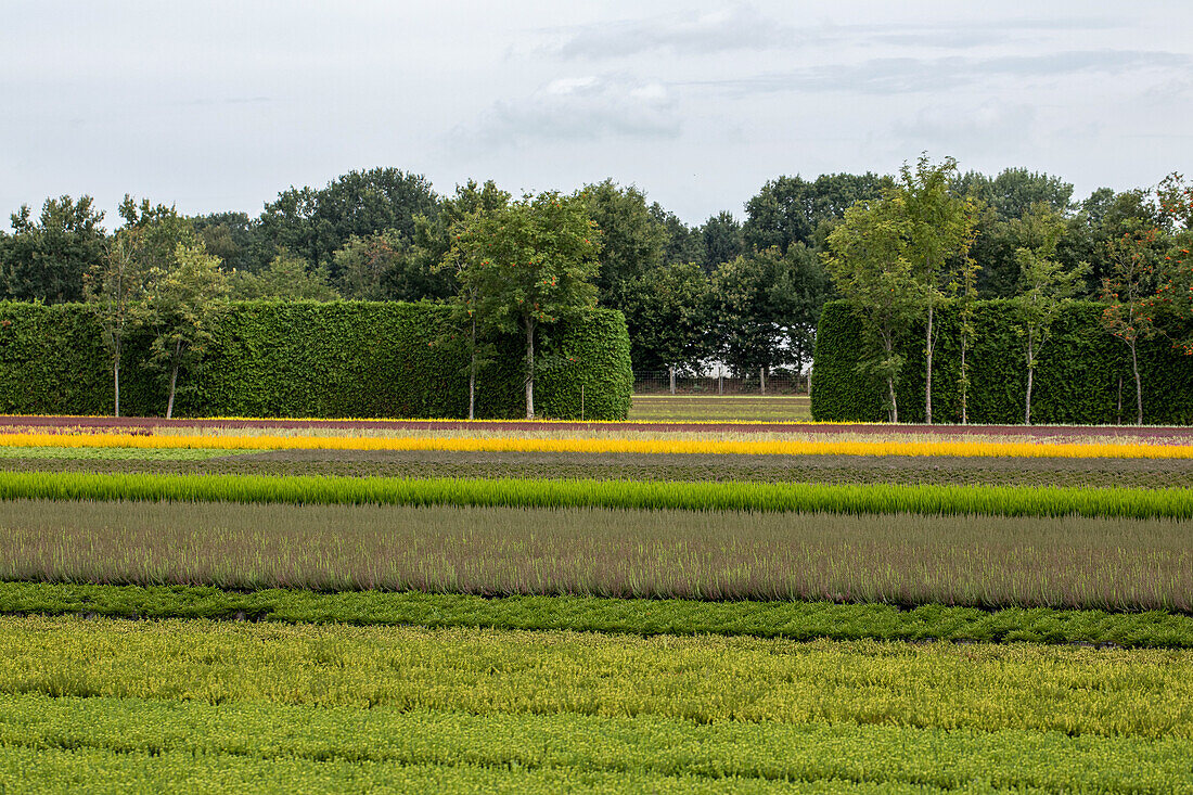 Heather crops