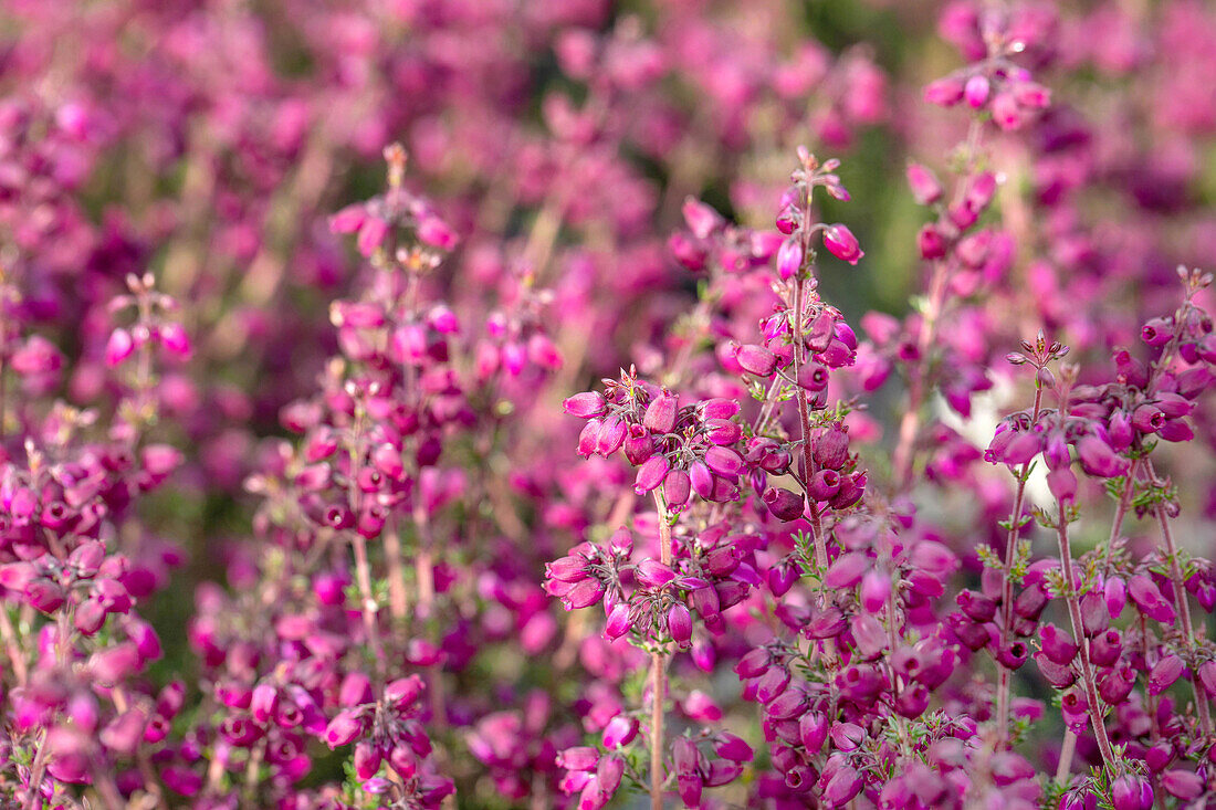 Erica cinerea 'Velvet Night'