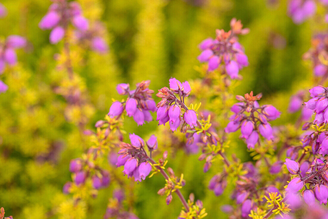 Erica cinerea 'Golden Sport'